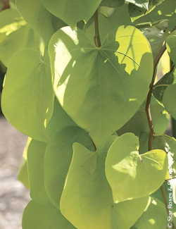 CERCIS canadensis GOLDEN FALLS® - Gainier du Canada