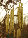 NOISETIER WEBB'S PRIZE COB - Corylus avellana