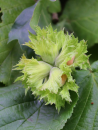 NOISETIER WEBB'S PRIZE COB - Corylus avellana