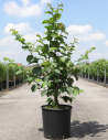 NOISETIER WEBB'S PRIZE COB - Corylus avellana