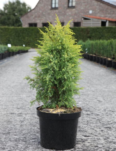 JUNIPERUS communis GOLD CONE - Genévrier commun En pot de 7-10 litres hauteur 060-080 cm
