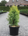 JUNIPERUS communis GOLD CONE - Genévrier commun En pot de 7-10 litres hauteur 060-080 cm