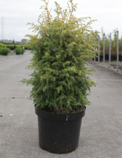 JUNIPERUS communis GOLD CONE - Genévrier commun En pot de 7-10 litres hauteur 060-080 cm
