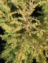JUNIPERUS communis GOLD CONE - Genévrier commun