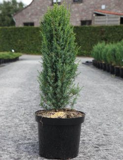 JUNIPERUS communis ARNOLD - Genévrier commun En pot de 7-10 litres hauteur 060-080 cm