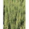 JUNIPERUS communis ARNOLD - Genévrier commun