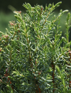 JUNIPERUS communis ARNOLD - Genévrier commun