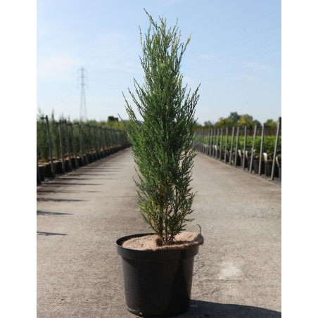 JUNIPERUS virginiana BLUE IVORY - Genévrier de Virginie En pot de 10-12 litres hauteur 080-100 cm