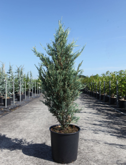 JUNIPERUS virginiana BLUE IVORY - Genévrier de Virginie En pot de 15-20 litres hauteur 125-150 cm