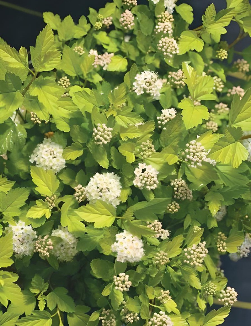 PHYSOCARPUS opulifolius TINY WINE GOLD® - Physocarpus à feuilles d'Obier