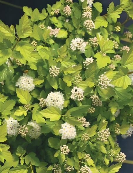 PHYSOCARPUS opulifolius TINY WINE GOLD® - Physocarpus à feuilles d'Obier