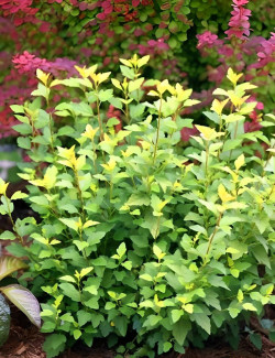 PHYSOCARPUS opulifolius TINY WINE GOLD® - Physocarpus à feuilles d'Obier