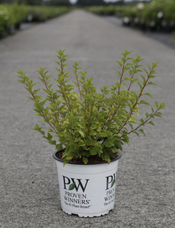 PHYSOCARPUS opulifolius TINY WINE GOLD® - Physocarpus à feuilles d'Obier En pot de 3-4 litres buisson hauteur 040-060 cm