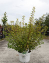 PHYSOCARPUS opulifolius TINY WINE GOLD® - Physocarpus à feuilles d'Obier En pot de 10-12 litres buisson hauteur 060-080 cm