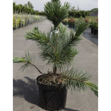 PINUS flexilis VANDERWOLF'S PYRAMID - Pin flexible