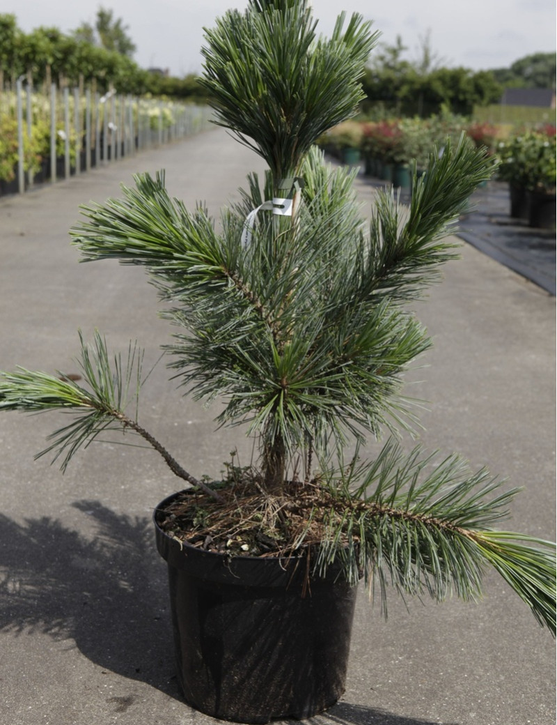 PINUS flexilis VANDERWOLF'S PYRAMID - Pin flexible