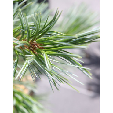 PINUS flexilis VANDERWOLF'S PYRAMID - Pin flexible