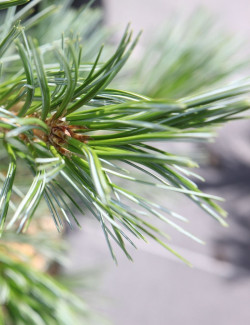 PINUS flexilis VANDERWOLF'S PYRAMID - Pin flexible
