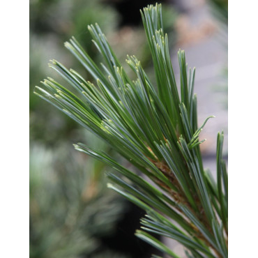 PINUS flexilis VANDERWOLF'S PYRAMID - Pin flexible