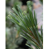 PINUS flexilis VANDERWOLF'S PYRAMID - Pin flexible
