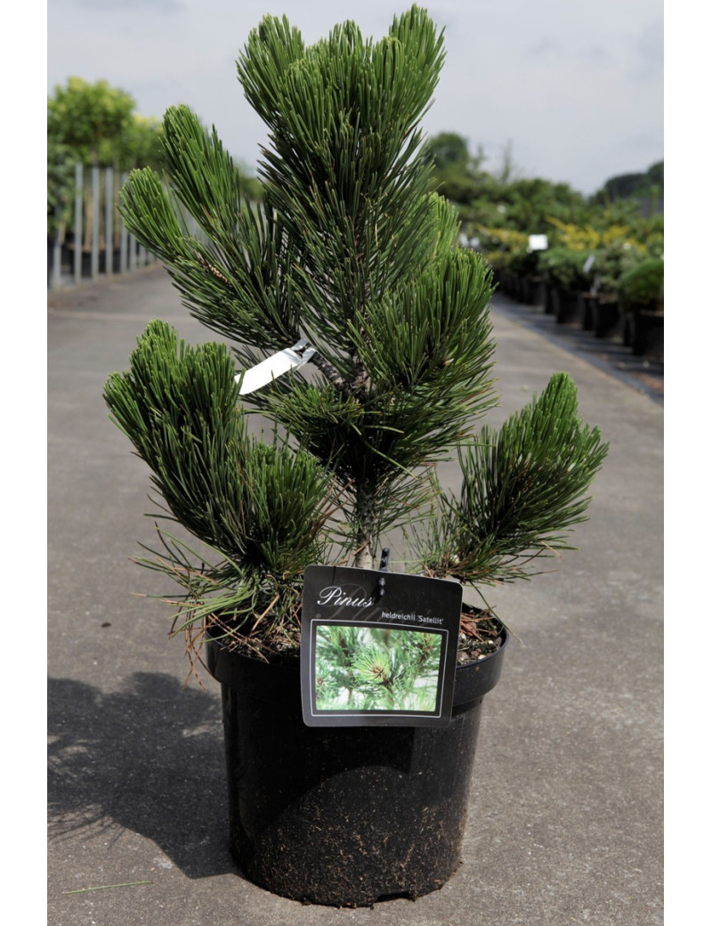 PINUS heldreichii SATELLIT - Pin de Bosnie En pot de 7-10 litres hauteur 040-050 cm