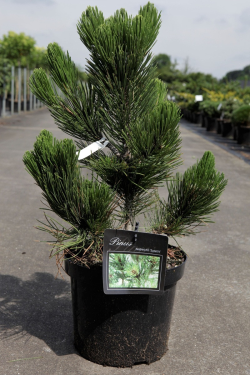 PINUS heldreichii SATELLIT - Pin de Bosnie En pot de 7-10 litres hauteur 040-050 cm