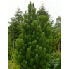 PINUS heldreichii SATELLIT - Pin de Bosnie