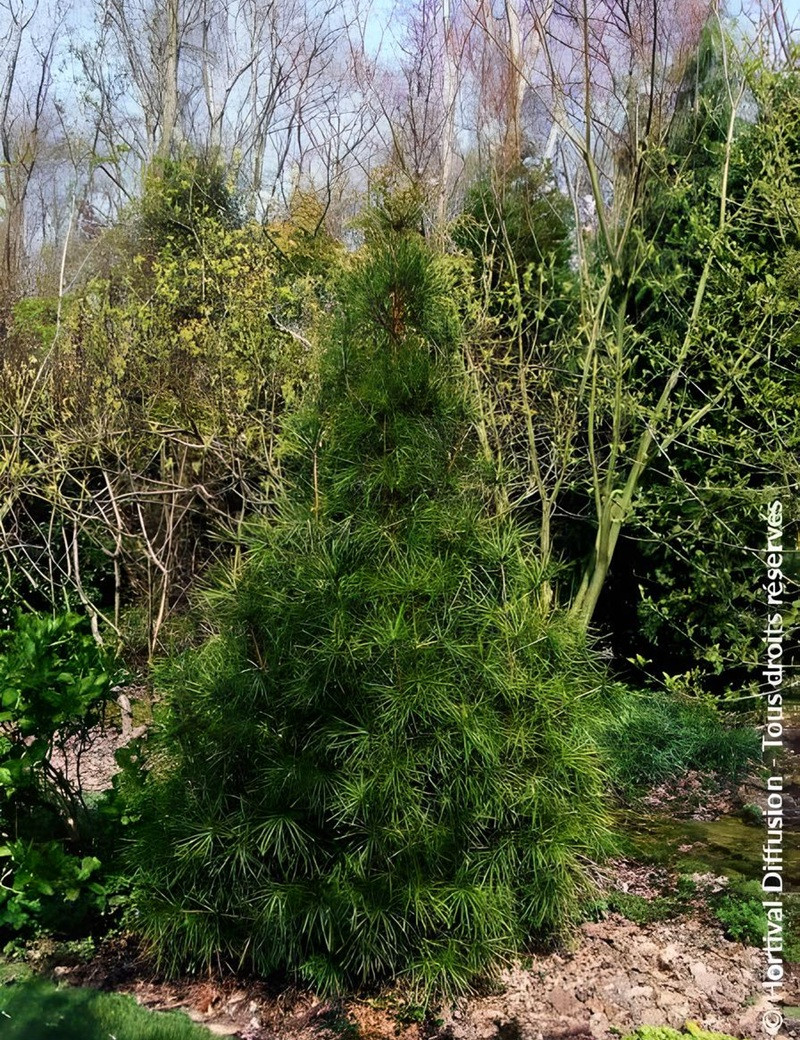 SCIADOPITYS verticillata - Pin parasol du Japon