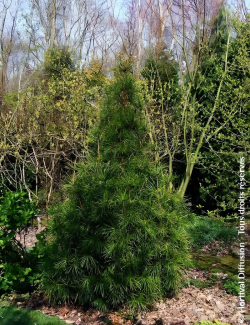 SCIADOPITYS verticillata - Pin parasol du Japon