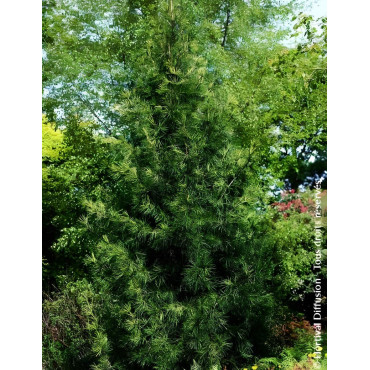 SCIADOPITYS verticillata - Pin parasol du Japon