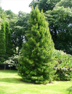 SCIADOPITYS verticillata - Pin parasol du Japon