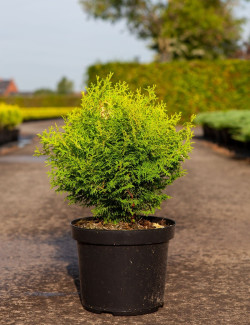 CHAMAECYPARIS obtusa KLUCAS - Faux cyprès d'Hinoki En pot de 7-10 litres hauteur 030-040 cm