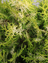 CHAMAECYPARIS obtusa KLUCAS - Faux cyprès d'Hinoki