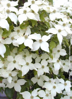 CORNUS kousa CHINA GIRL - Cornouiller à fleurs