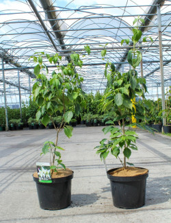 CORNUS kousa CHINA GIRL - Cornouiller à fleurs En pot de 12-15 litres buisson hauteur 080-100 cm