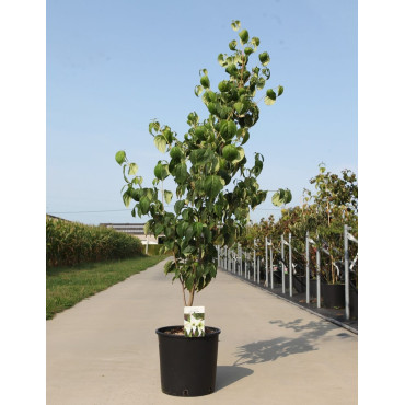 CORNUS kousa CHINA GIRL - Cornouiller à fleurs En pot de 15-20 litres buisson hauteur 125-150 cm
