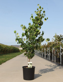 CORNUS kousa CHINA GIRL - Cornouiller à fleurs En pot de 15-20 litres buisson hauteur 125-150 cm