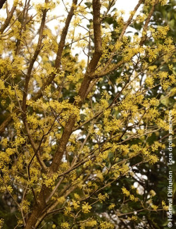 Cornouiller mâle - CORNUS mas SCHÖNBRUNNER GOURMET DIRNDL