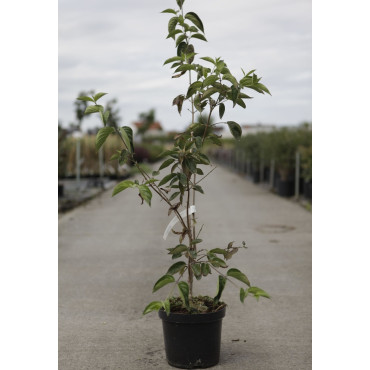 Cornouiller mâle - CORNUS mas SCHÖNBRUNNER GOURMET DIRNDL En pot de 7-10 litres buisson hauteur 080-100 cm