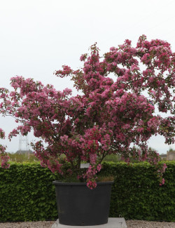 MALUS INDIAN MAGIC - Pommier d'ornement En pot de 210-230 litres cépée hauteur 300-350 cm