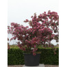 MALUS INDIAN MAGIC - Pommier d'ornement En pot de 210-230 litres cépée hauteur 300-350 cm