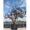 MALUS INDIAN MAGIC - Pommier d'ornement En pot de 210-230 litres cépée hauteur 300-350 cm