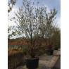 PRUNUS serrula - Cerisier du Tibet En pot de 180-210 litres cépée 300-350 cm