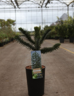 ARAUCARIA araucana - Désespoir des singes En pot de 4-5 litres hauteur 030-040 cm