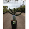 ARAUCARIA araucana - Désespoir des singes En pot de 4-5 litres hauteur 030-040 cm