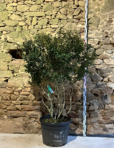OSMANTHUS burkwoodii - Osmanthe Pot multi-troncs remontés hauteur 150-175 cm