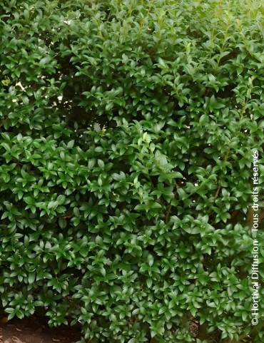 OSMANTHUS burkwoodii - Osmanthe