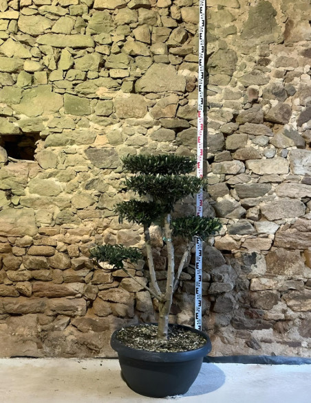 OLEA EUROPAEA - Olivier commun, Olivier d'Europe Pot pompons plateaux hauteur 120-130 cm