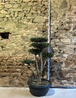 OLEA EUROPAEA - Olivier commun, Olivier d'Europe Pot pompons plateaux hauteur 120-130 cm