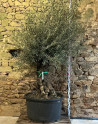 OLEA EUROPAEA - Olivier commun, Olivier d'Europe Conditionnement & taille - Pot vieux tronc bulbe hauteur totale 200-225 cm